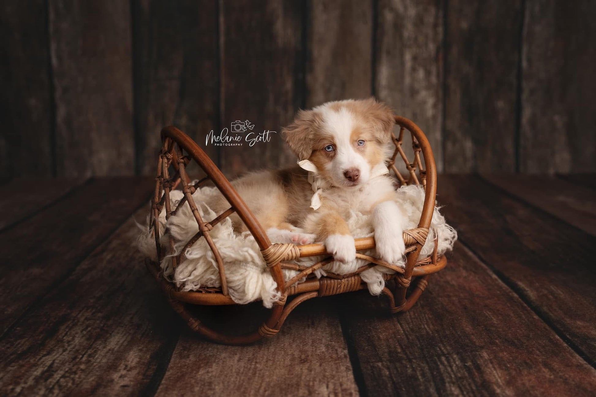 Credit Melanie Scott Photography