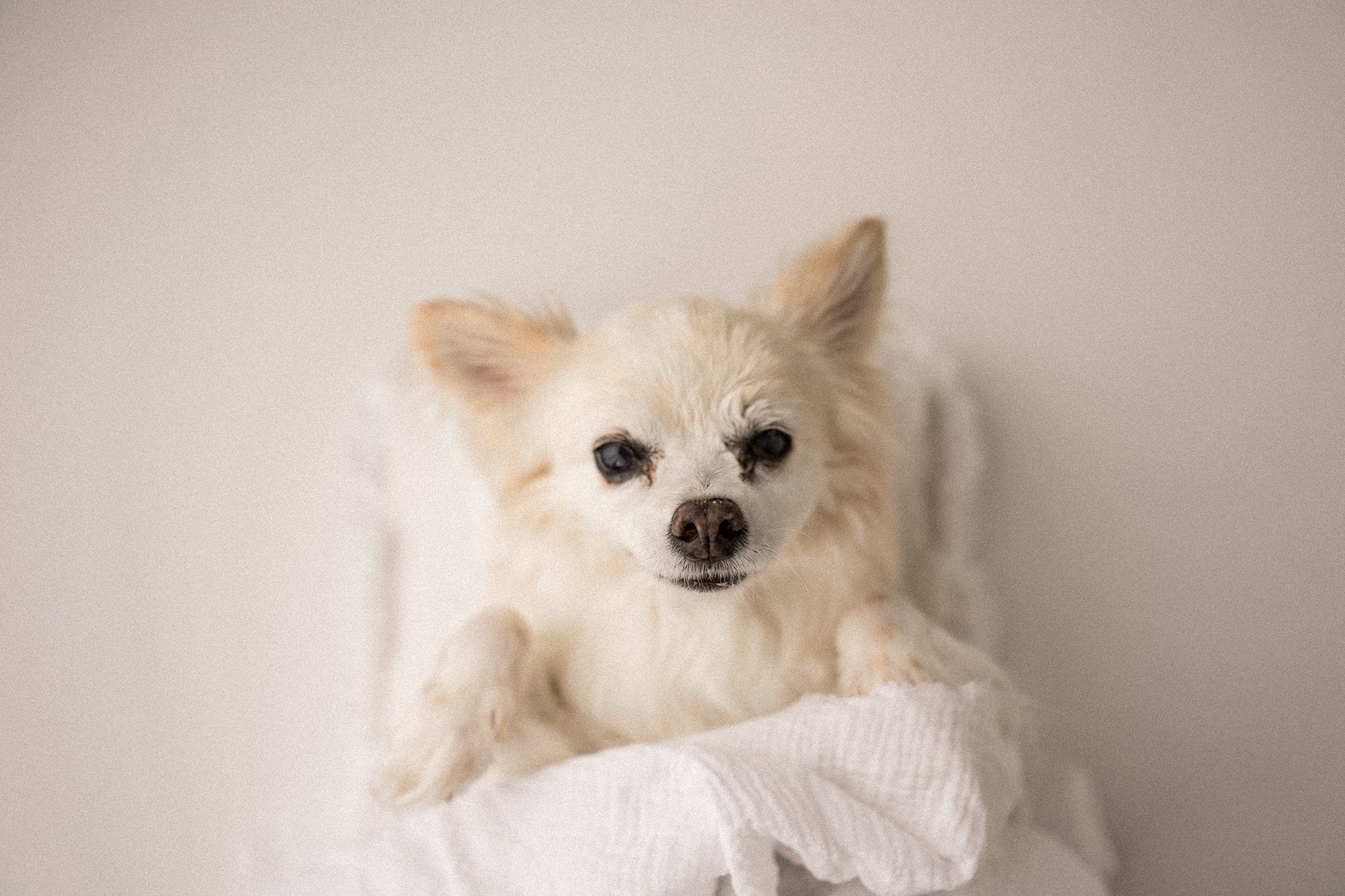 Bed Linens | White