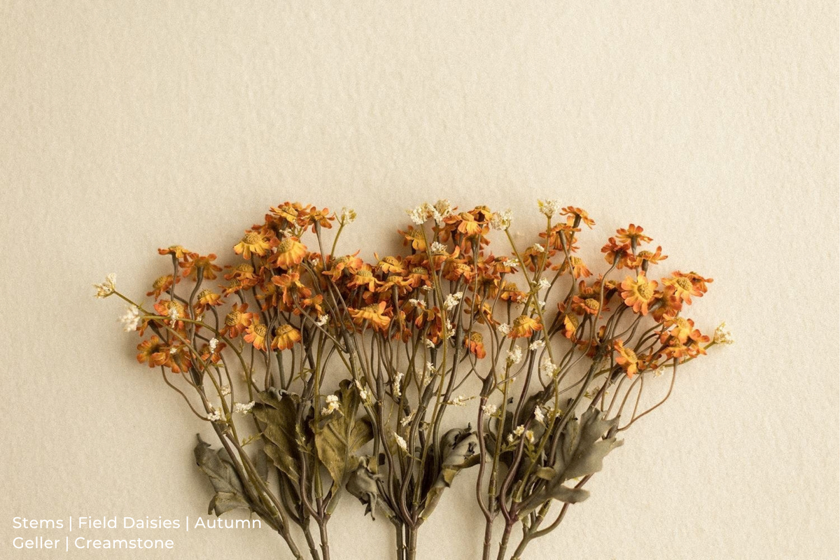 Stems | Field Daisies