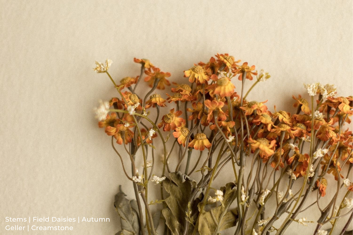 Stems | Field Daisies