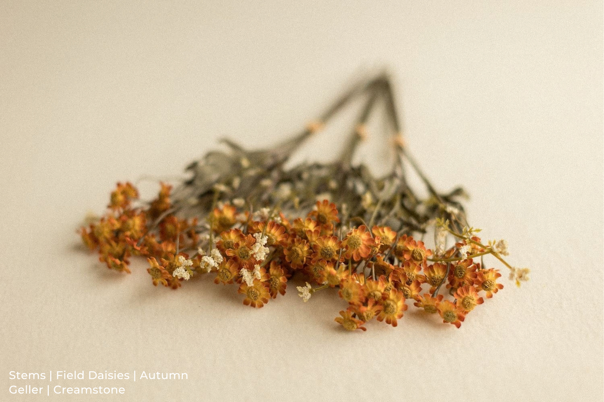 Stems | Field Daisies