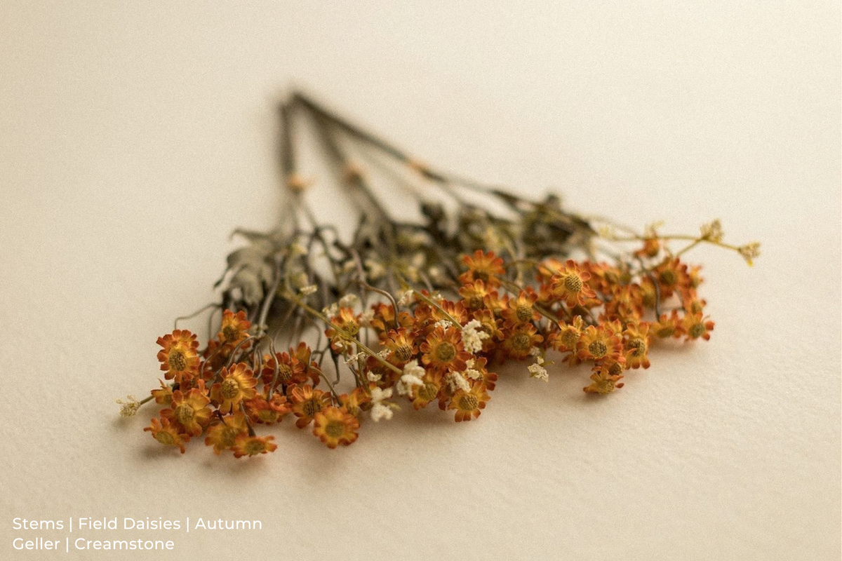 Stems | Field Daisies