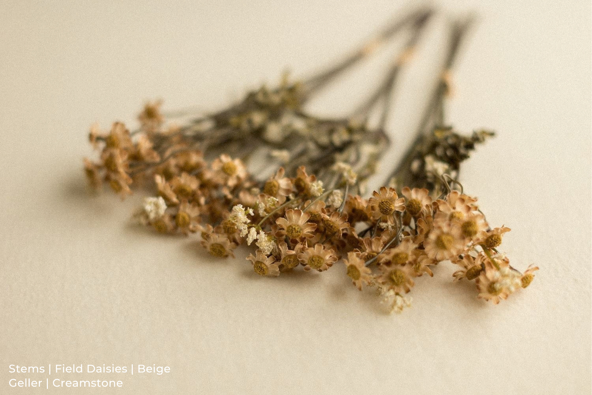 Stems | Field Daisies