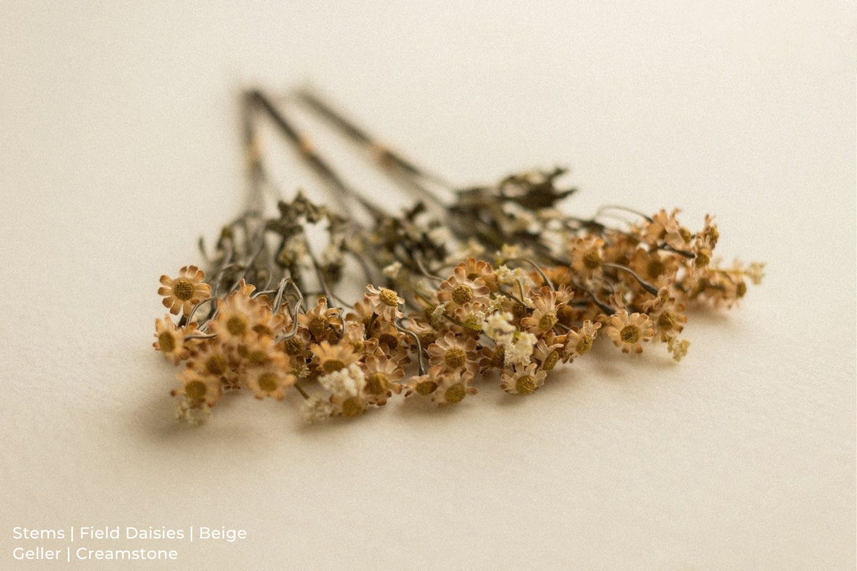 Stems | Field Daisies