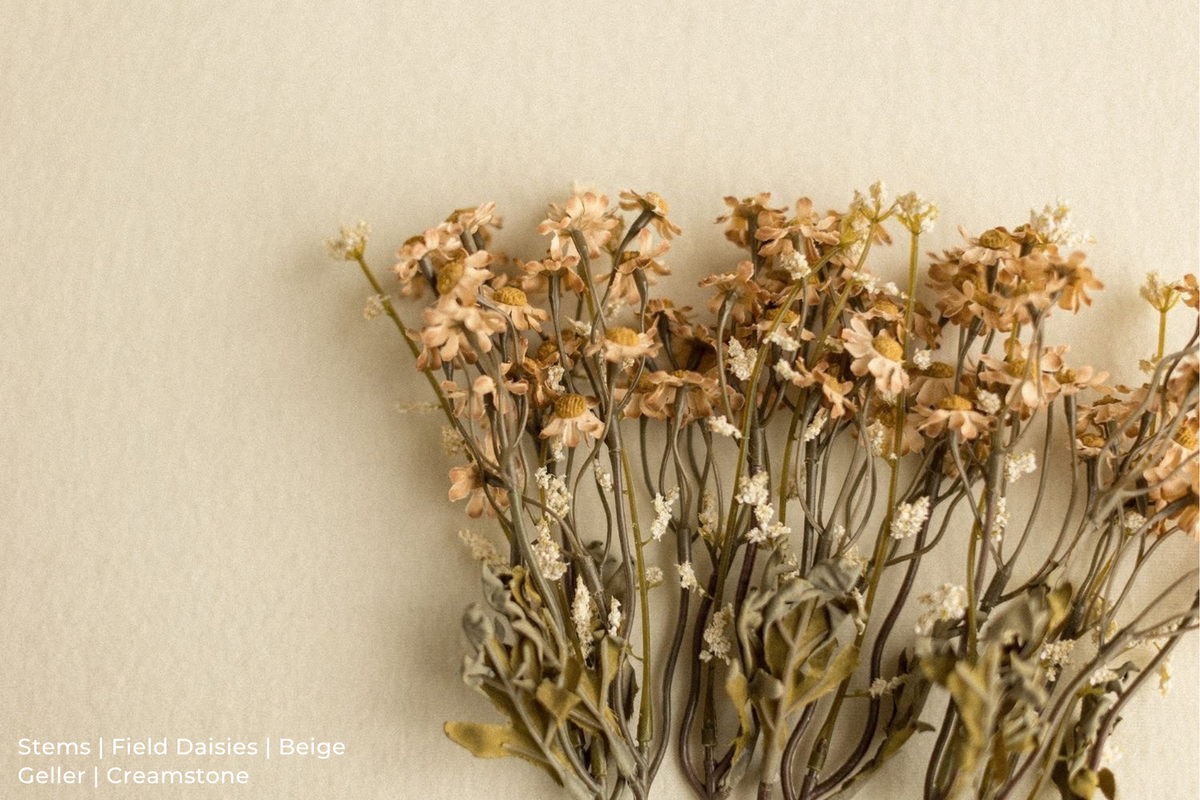 Stems | Field Daisies