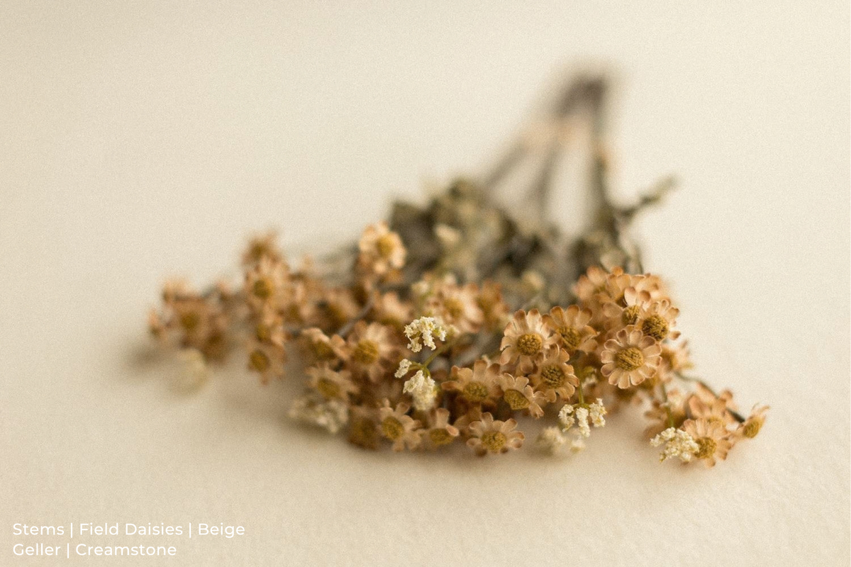 Stems | Field Daisies