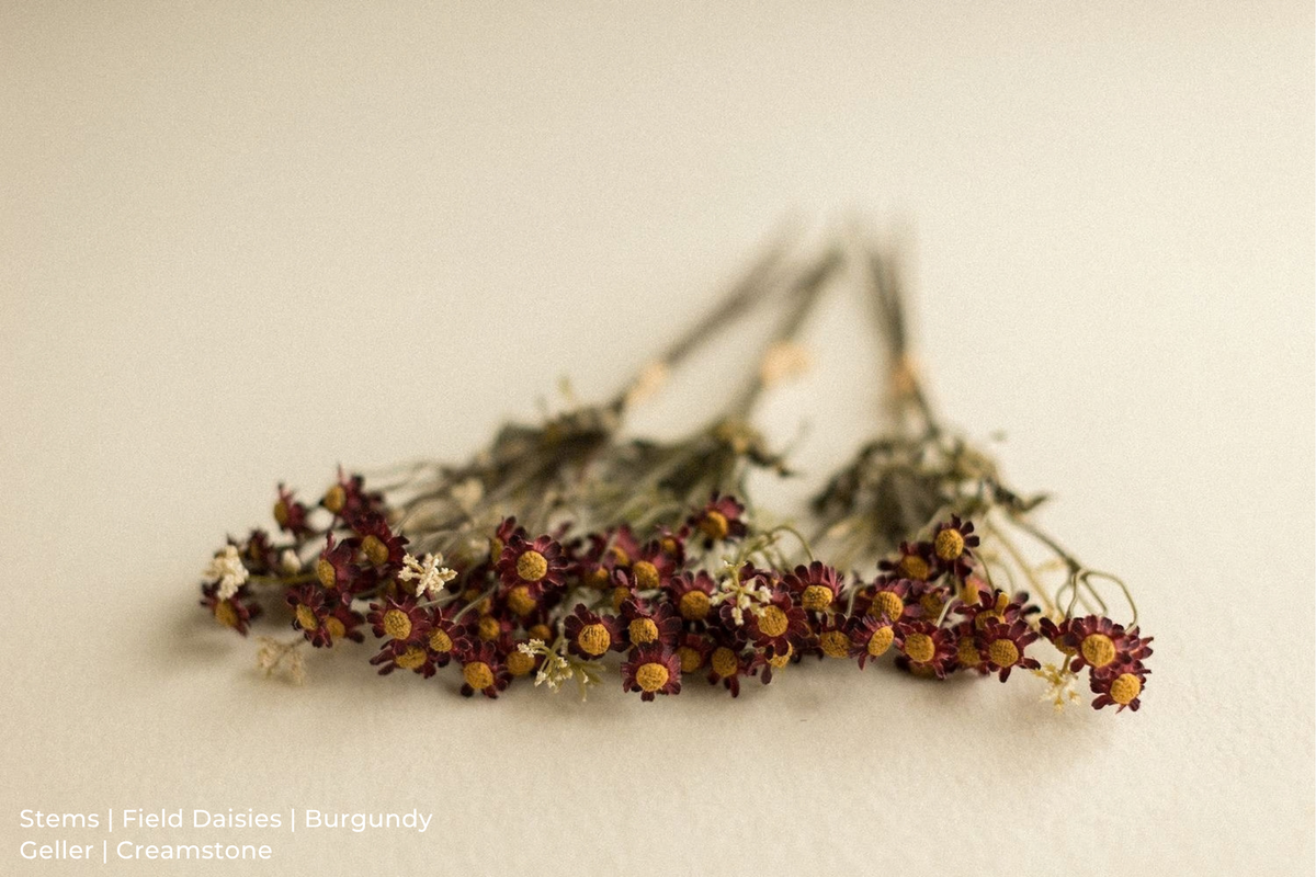 Stems | Field Daisies