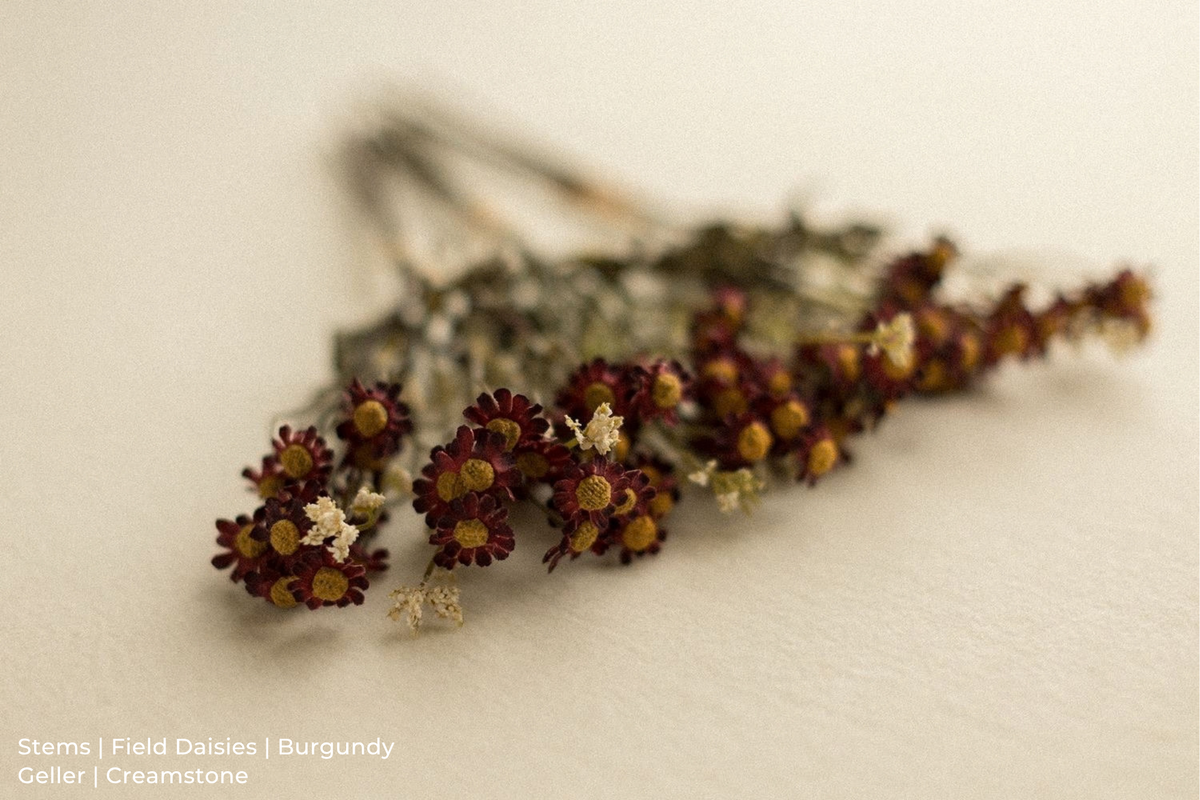 Stems | Field Daisies