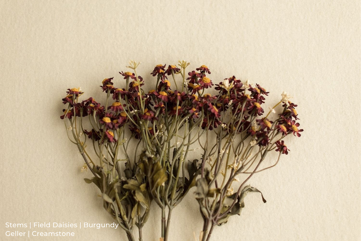 Stems | Field Daisies