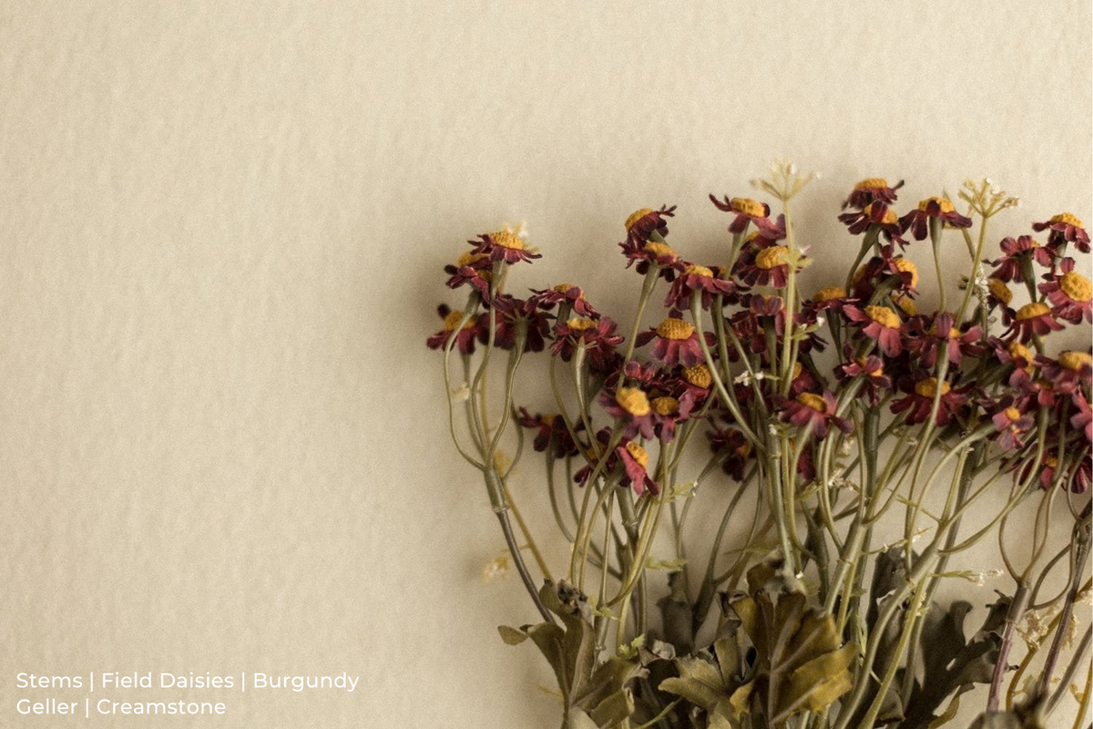 Stems | Field Daisies