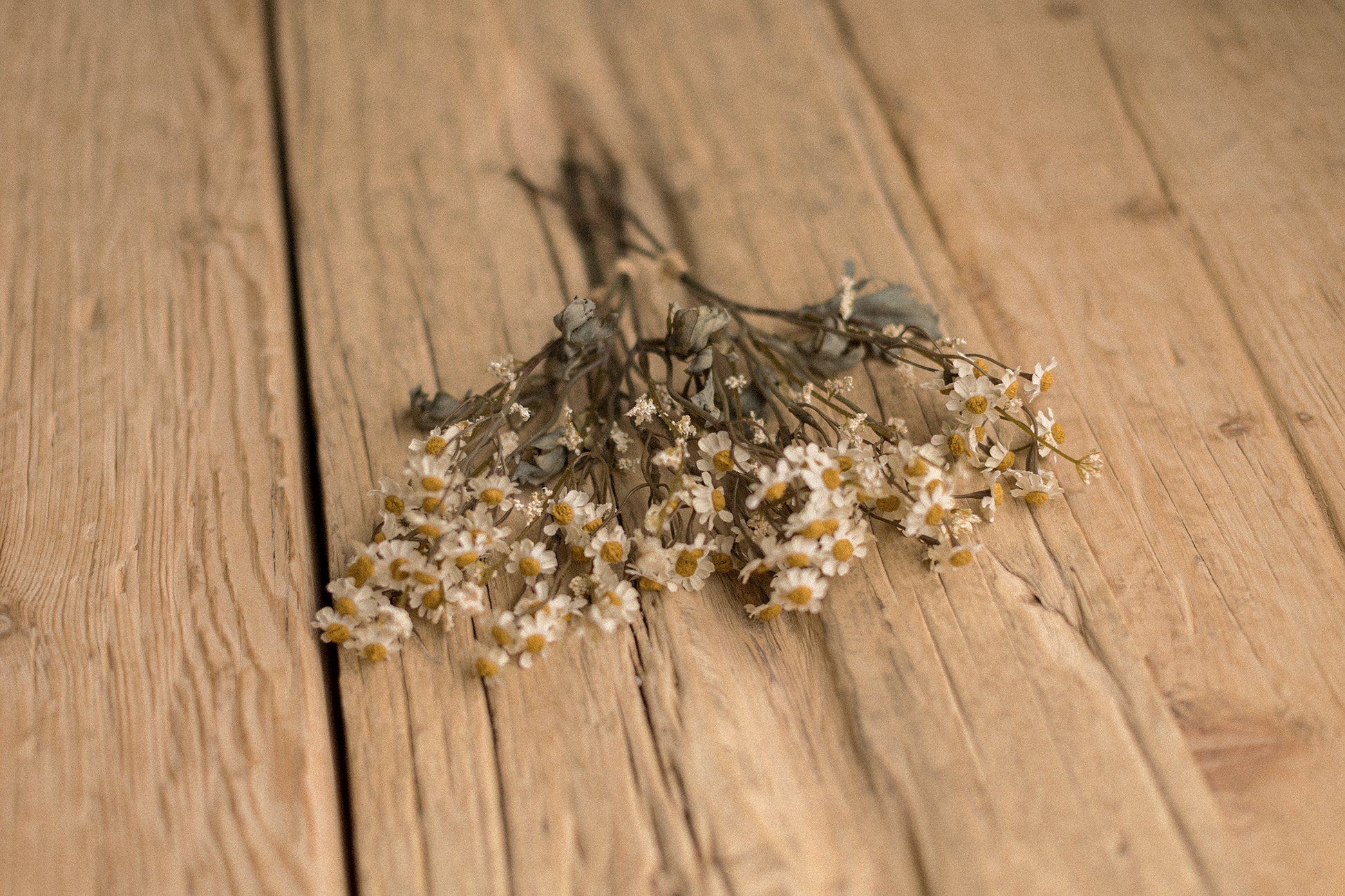 Stems | Field Daisies