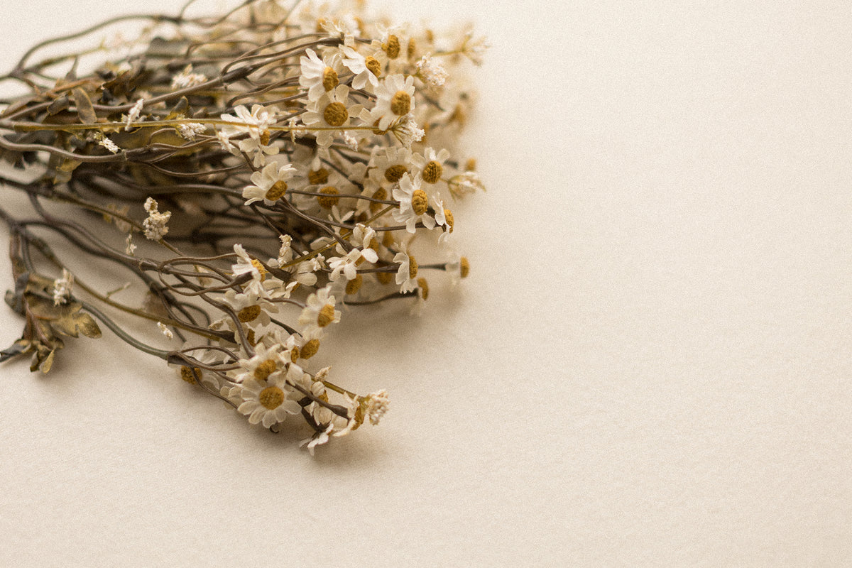 Stems | Field Daisies