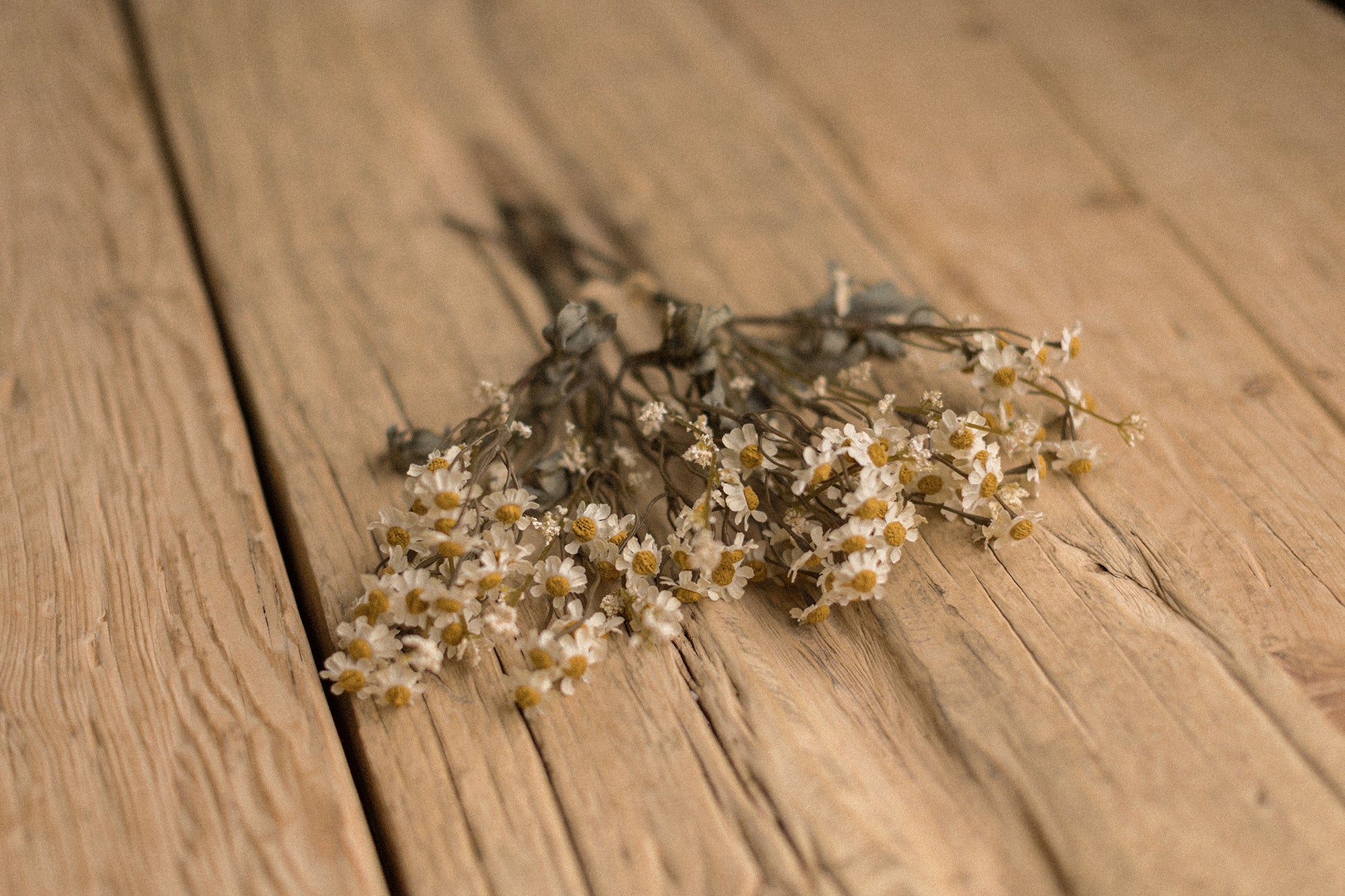 Stems | Field Daisies