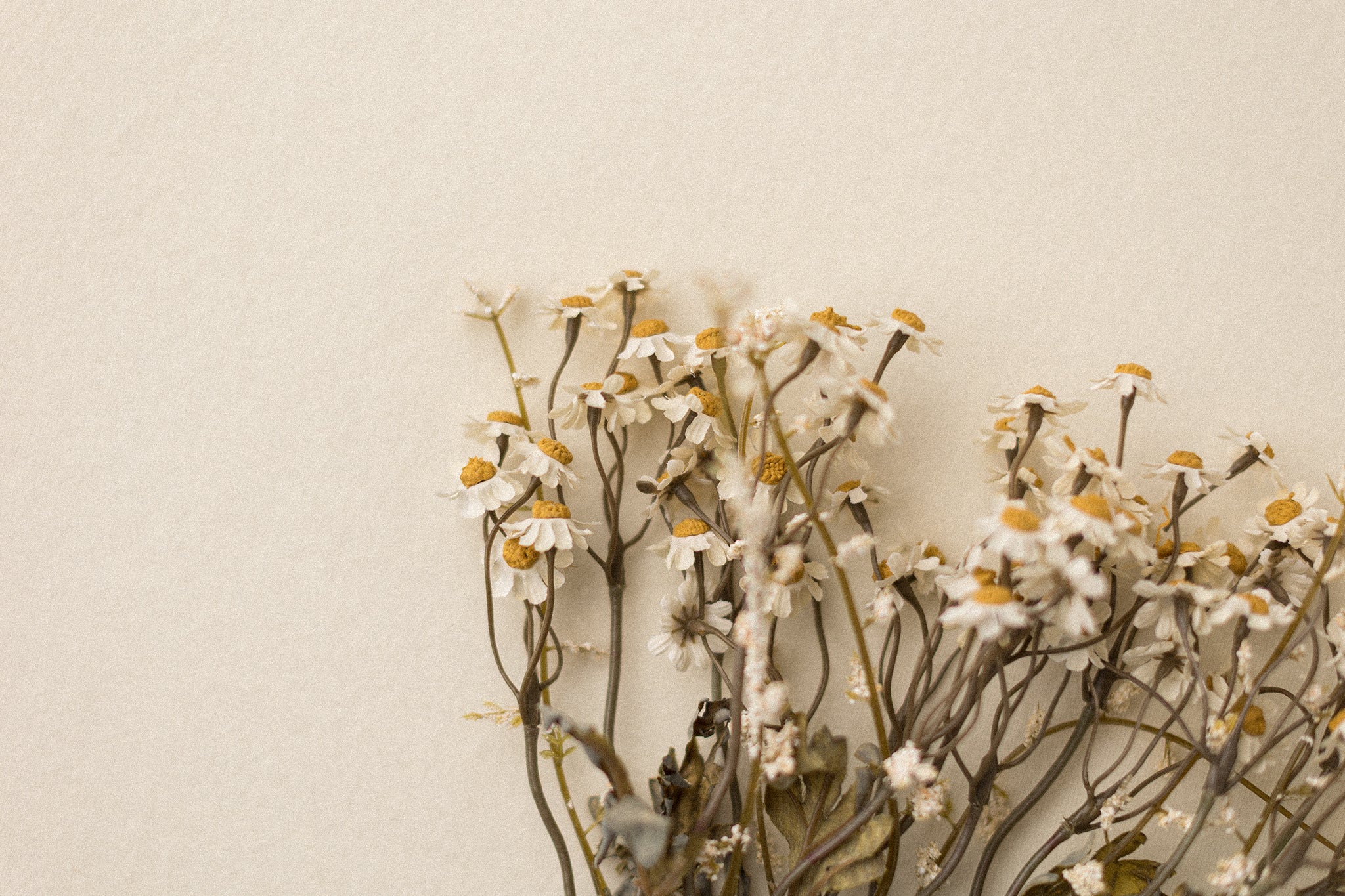 Stems | Field Daisies