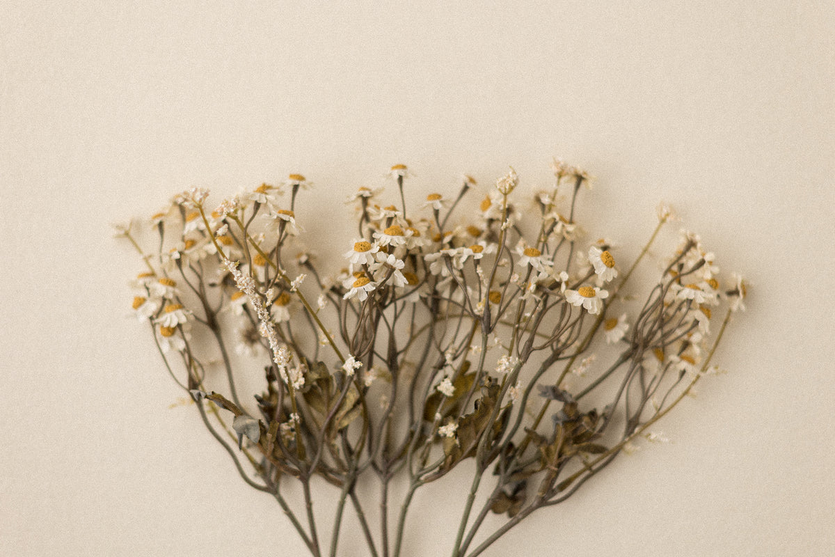 Stems | Field Daisies