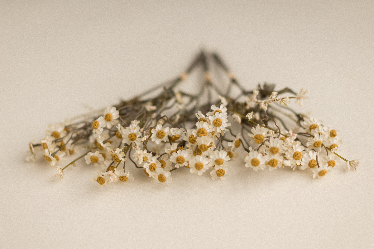 Stems | Field Daisies