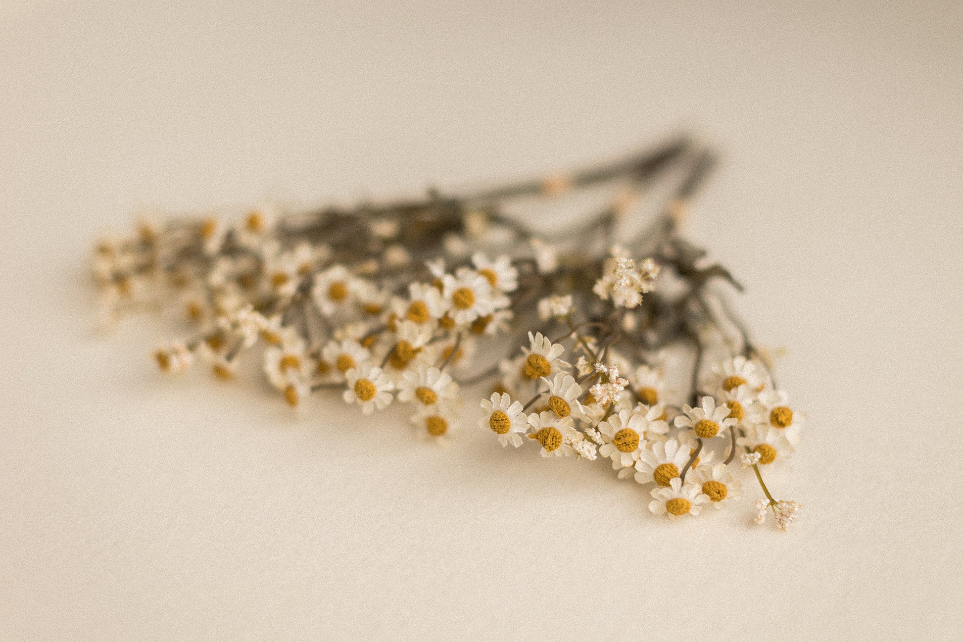 Stems | Field Daisies