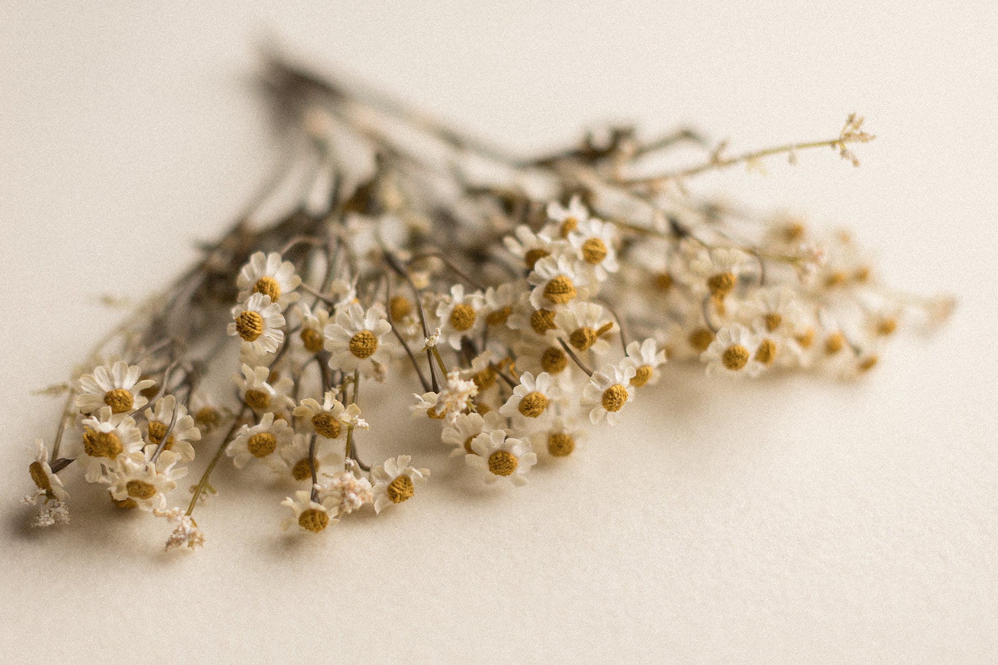 Stems | Field Daisies
