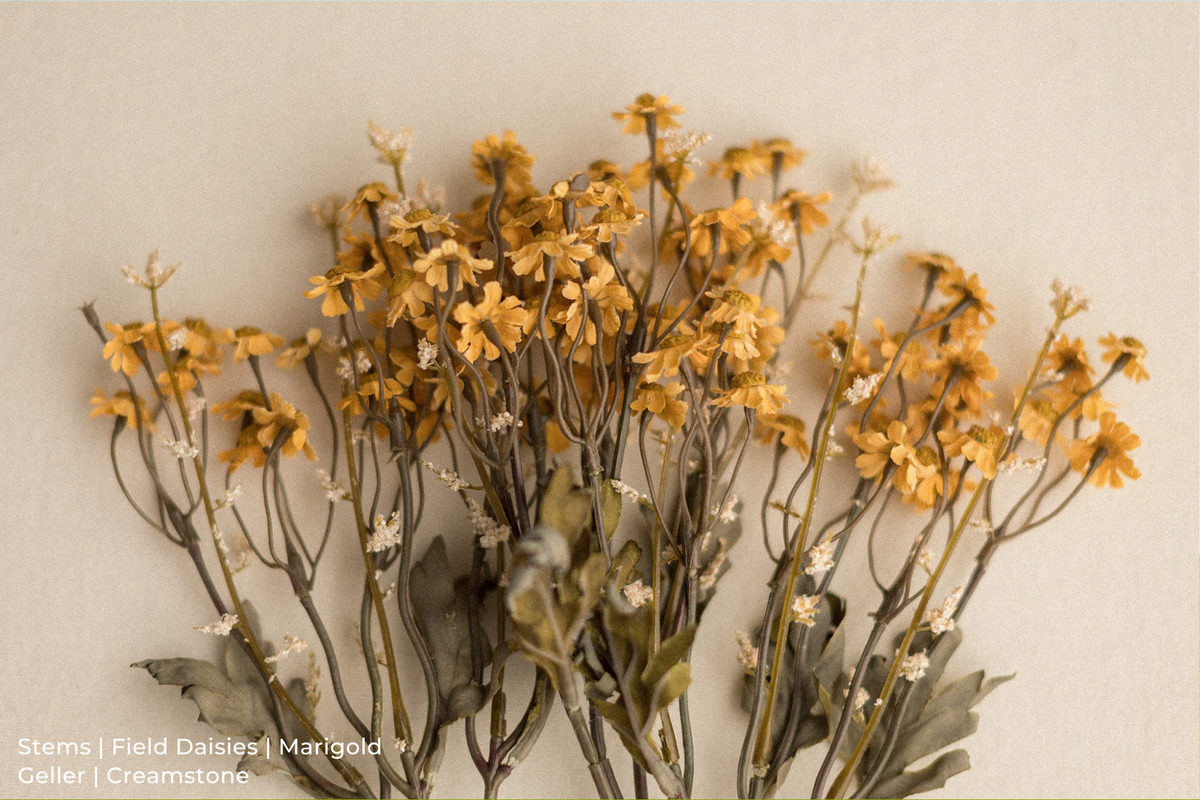 Stems | Field Daisies