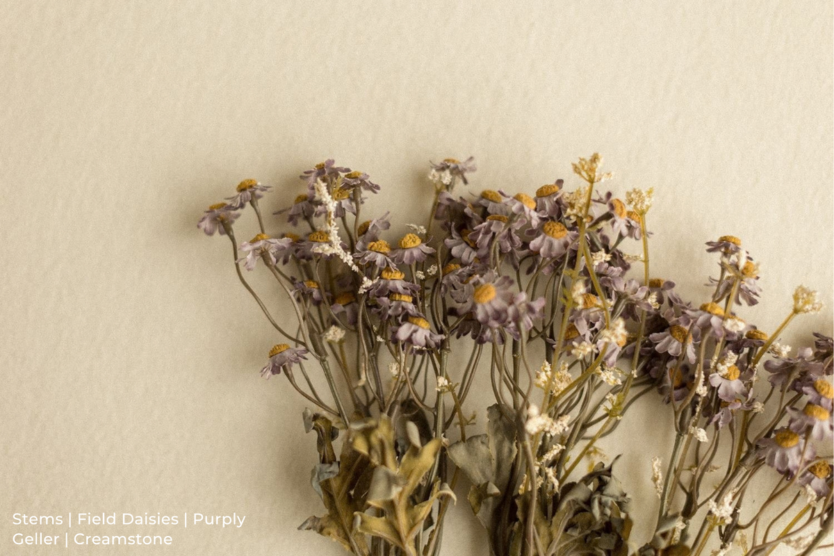 Stems | Field Daisies