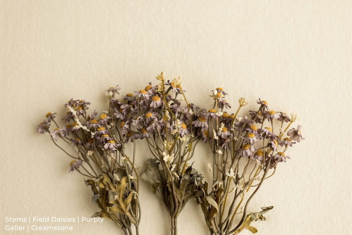Stems | Field Daisies