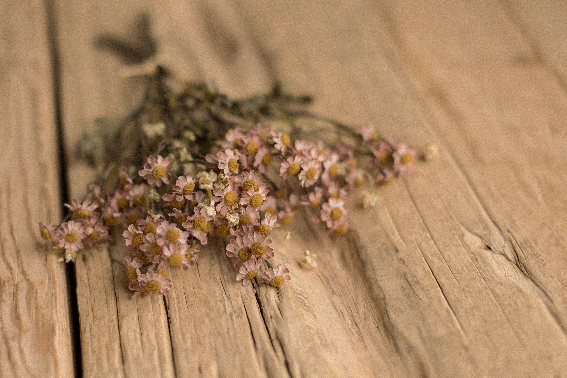 Stems | Field Daisies