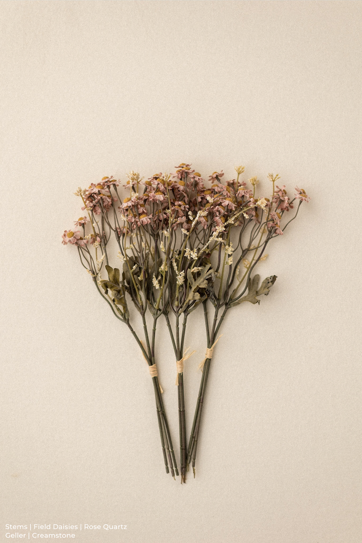 Stems | Field Daisies