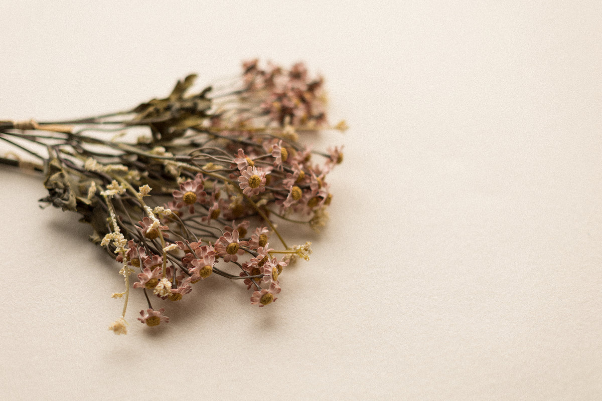 Stems | Field Daisies
