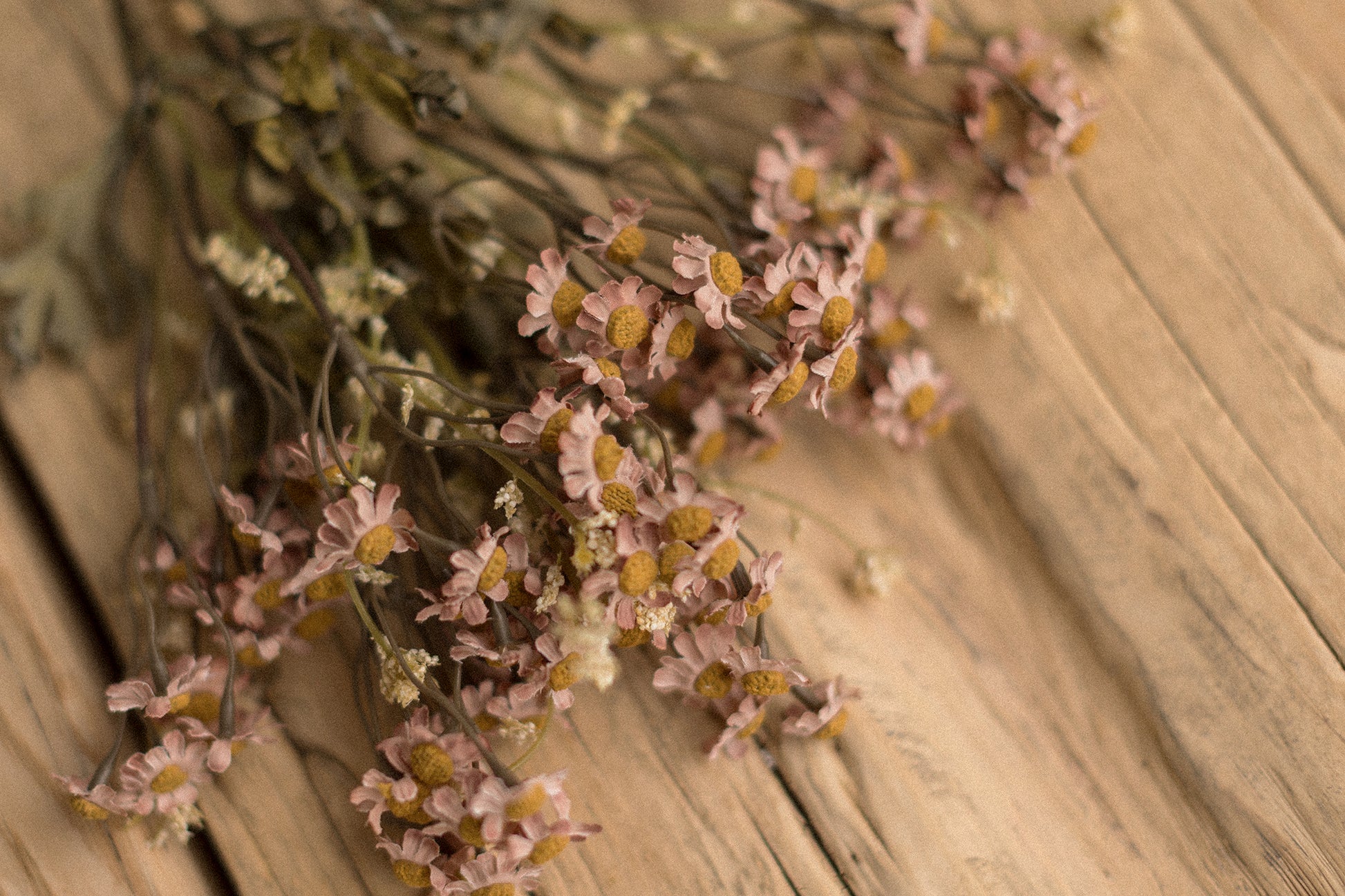 Stems | Field Daisies