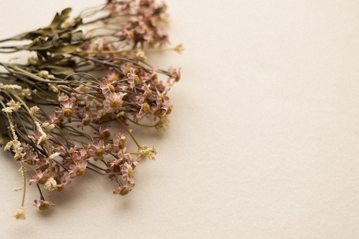 Stems | Field Daisies