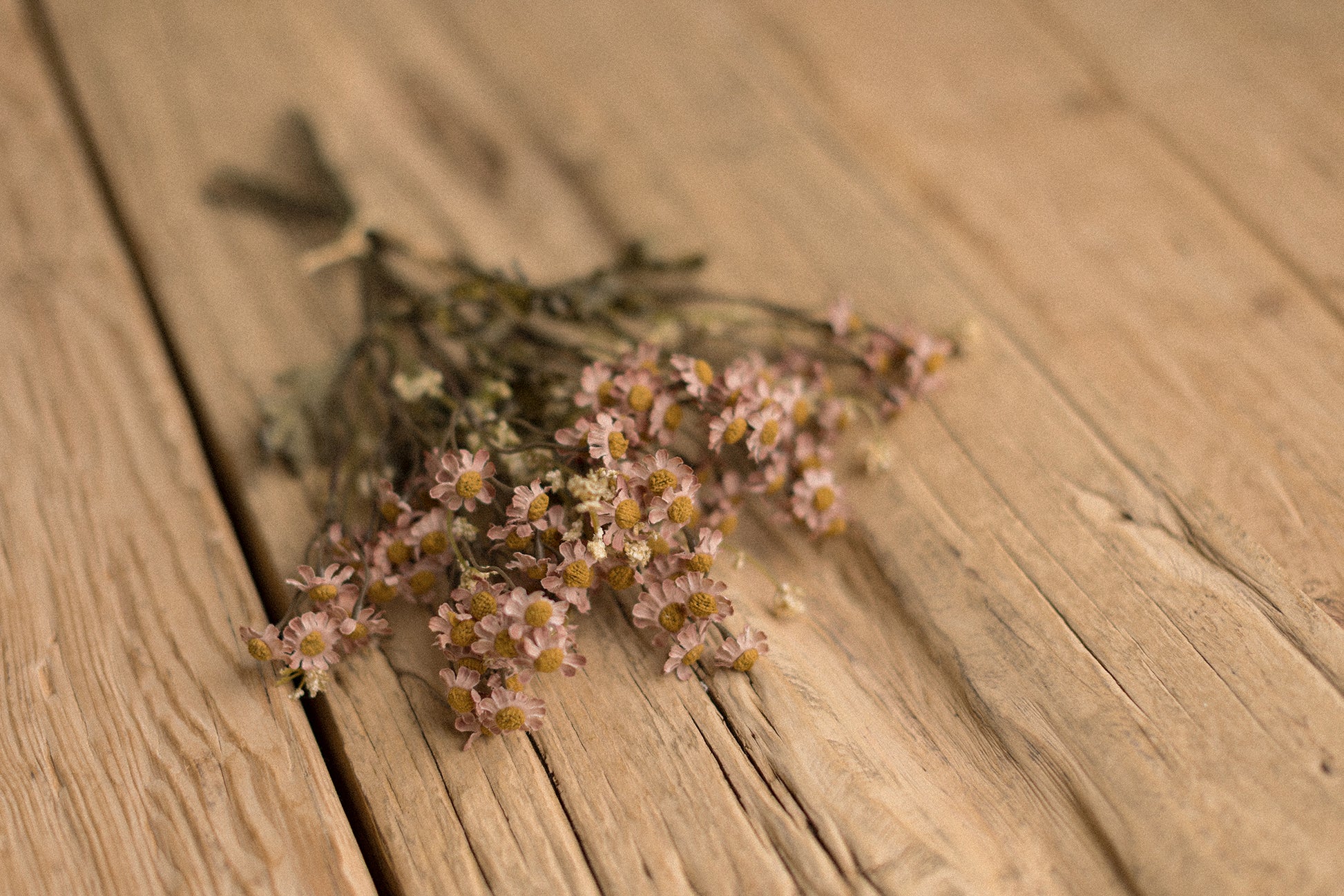 Stems | Field Daisies