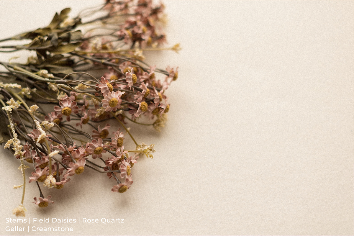 Stems | Field Daisies