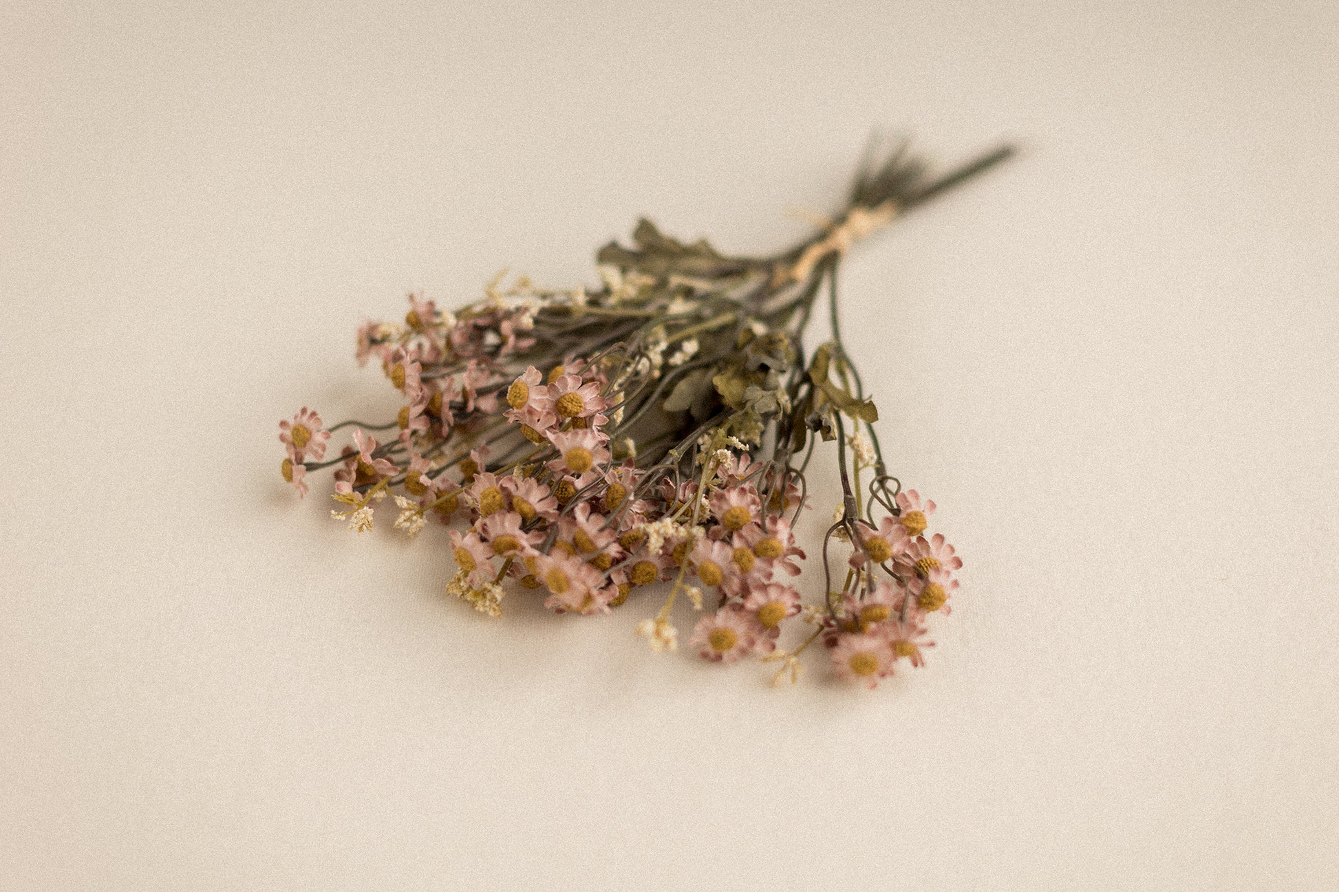 Stems | Field Daisies