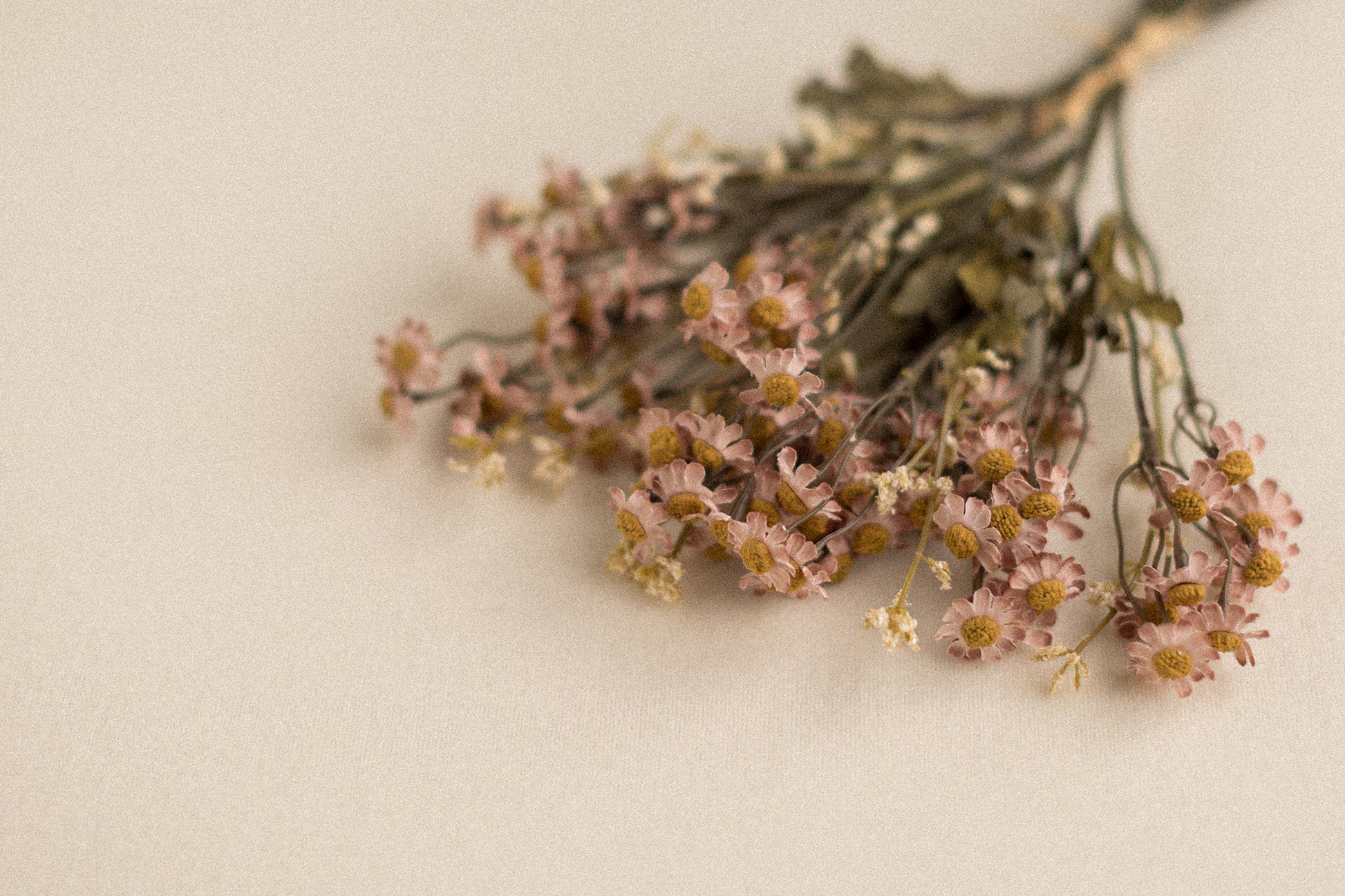 Stems | Field Daisies