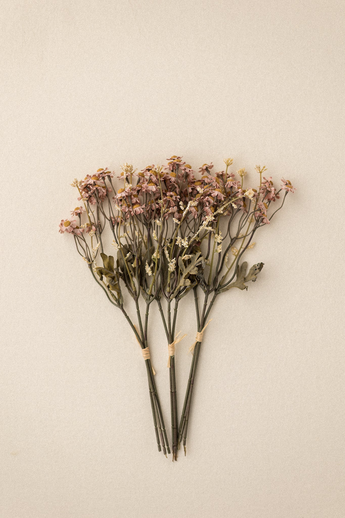 Stems | Field Daisies