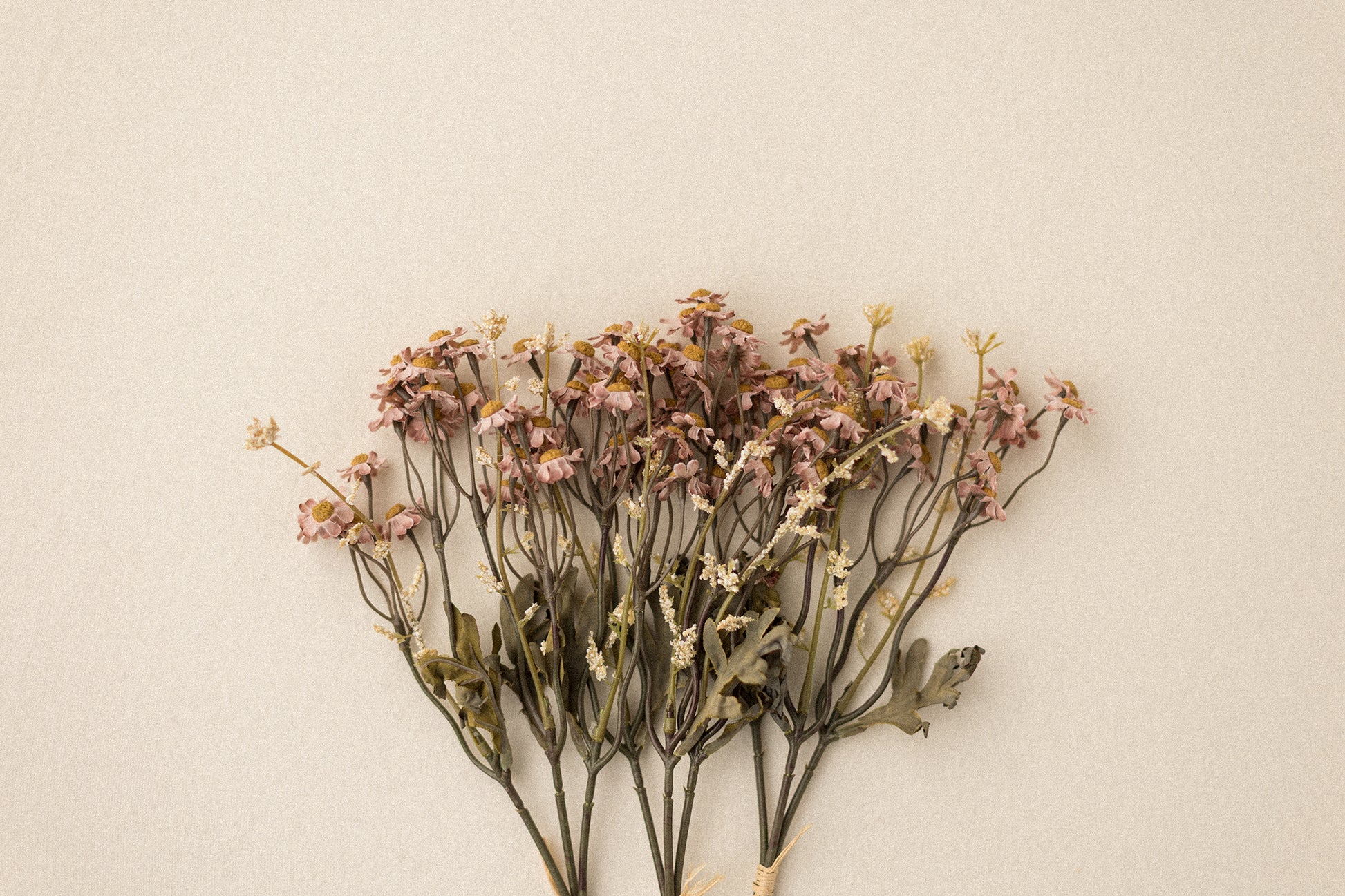 Stems | Field Daisies