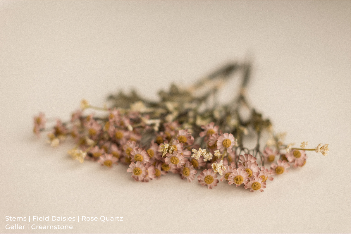 Stems | Field Daisies