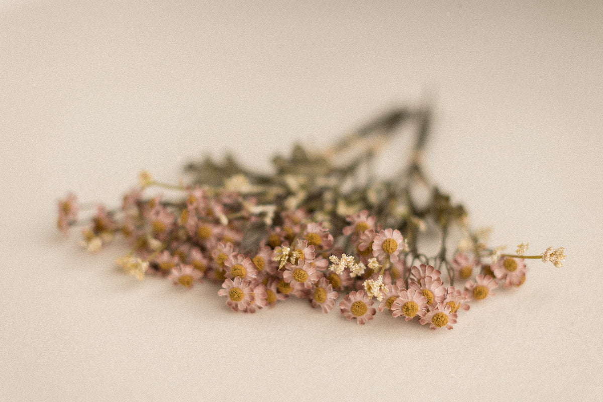 Stems | Field Daisies