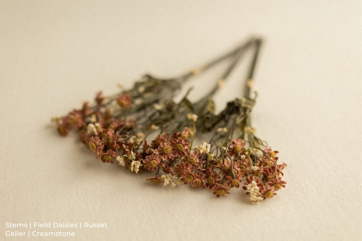 Stems | Field Daisies