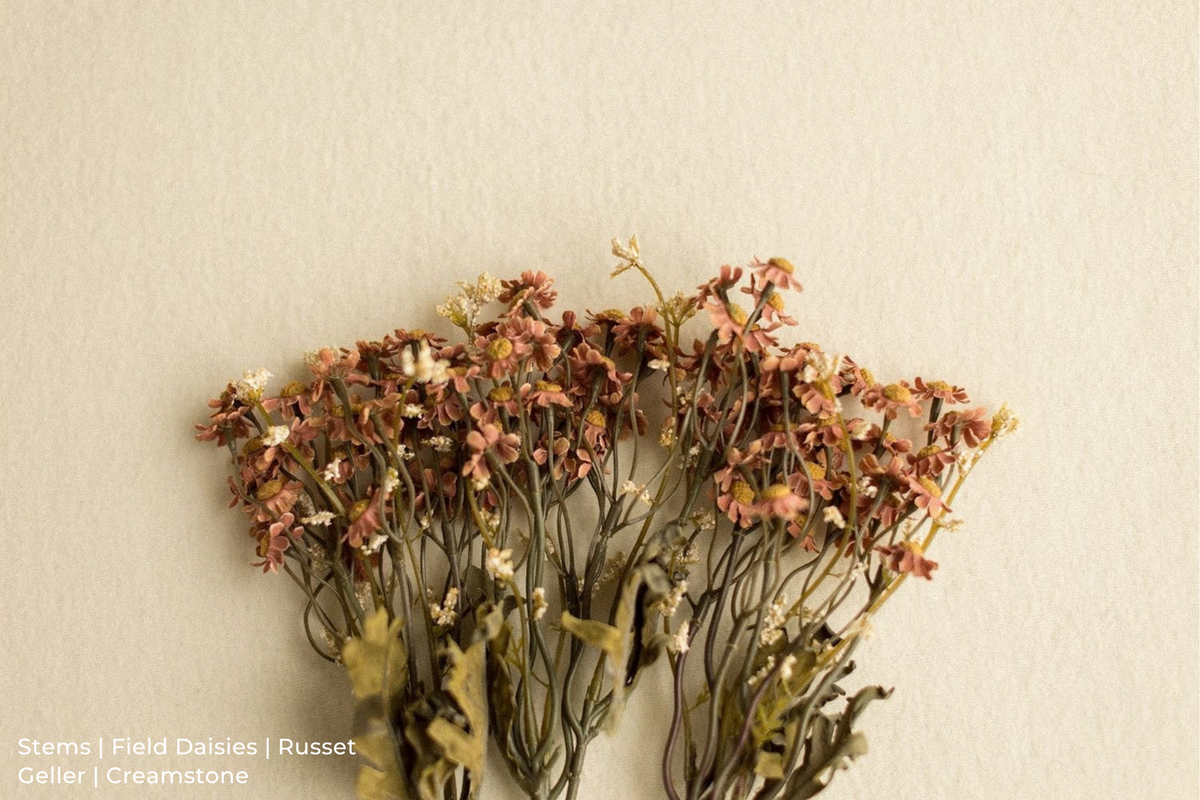 Stems | Field Daisies