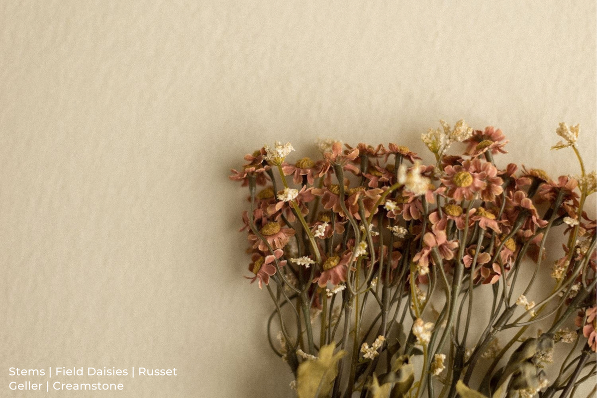 Stems | Field Daisies