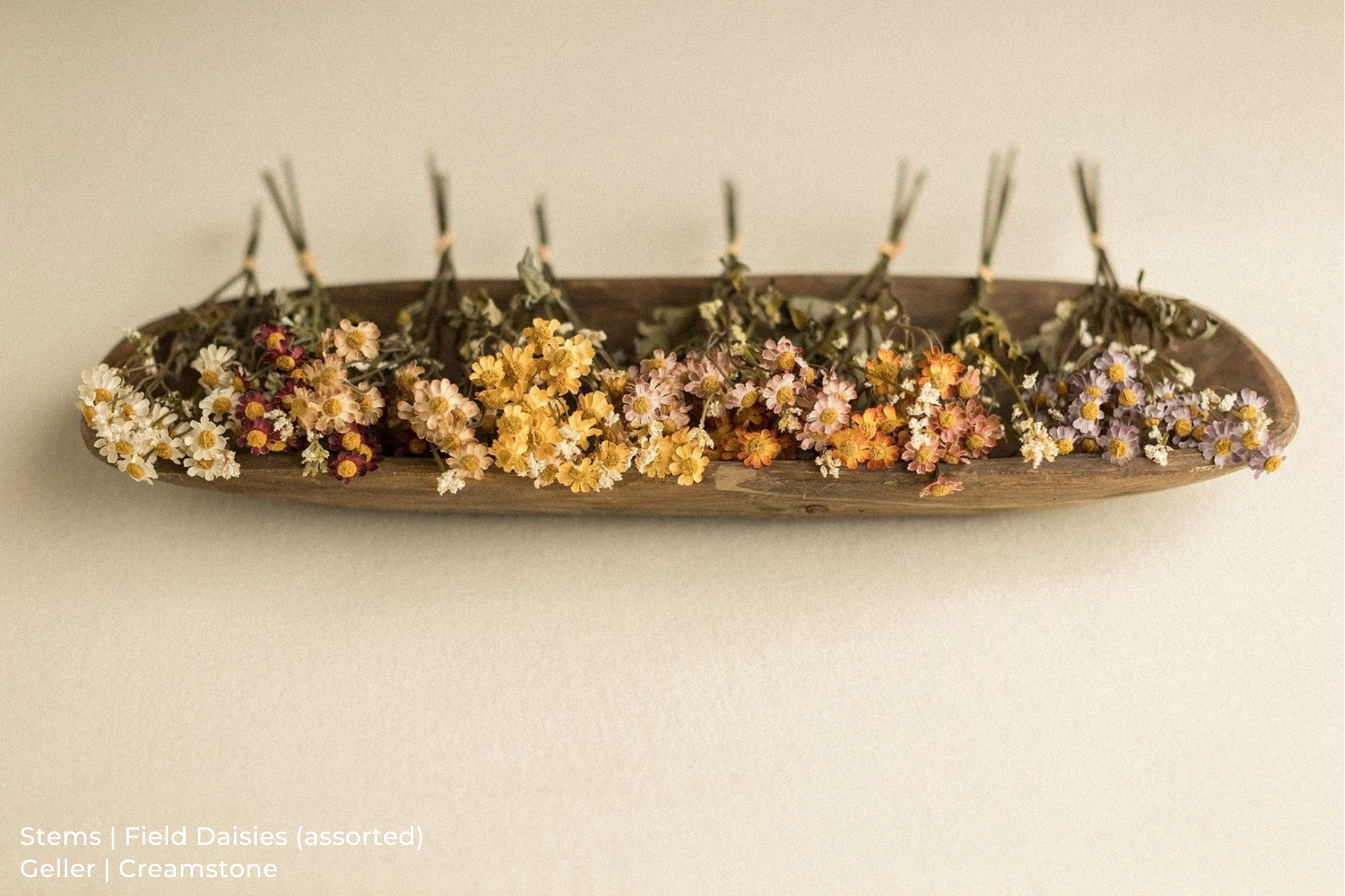 Stems | Field Daisies
