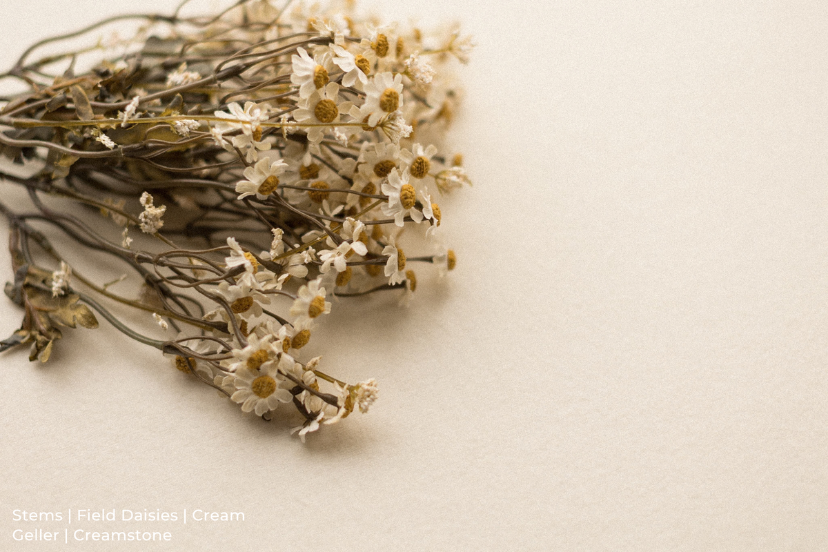 Stems | Field Daisies