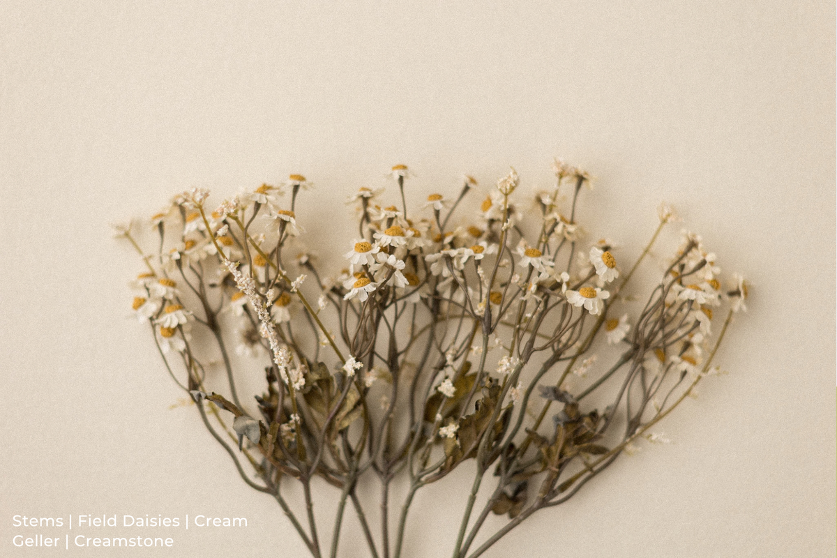 Stems | Field Daisies