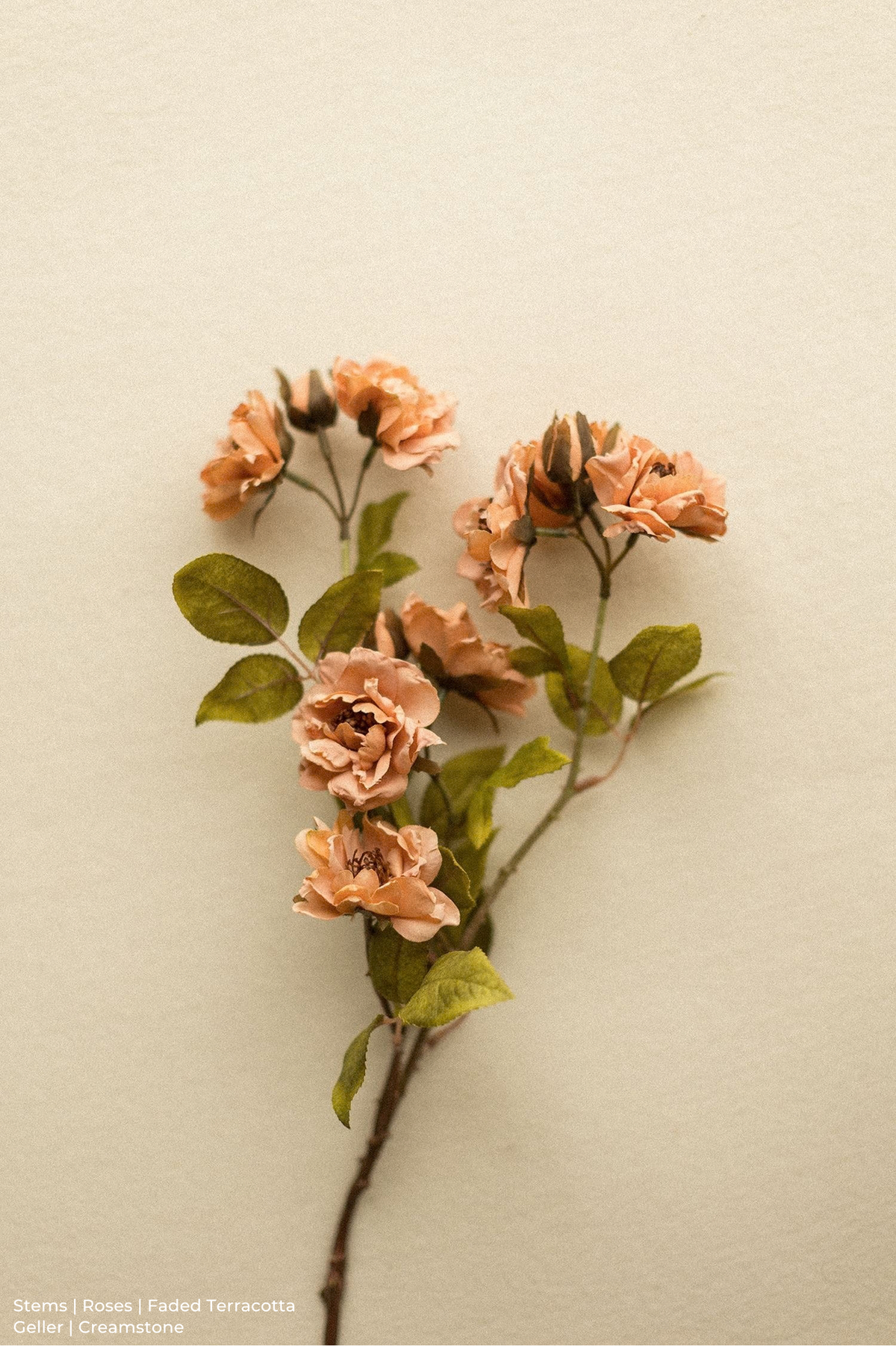 Stems | Roses