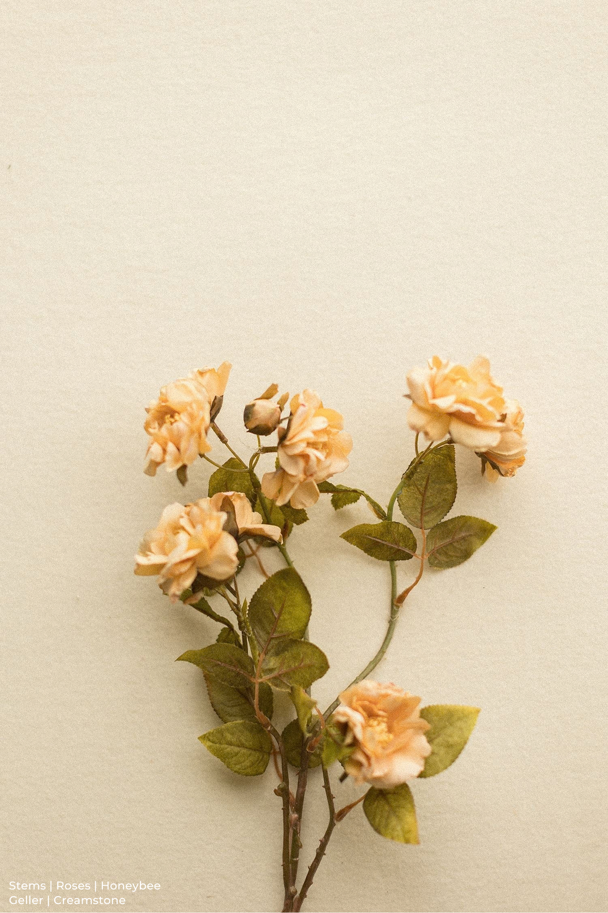 Stems | Roses