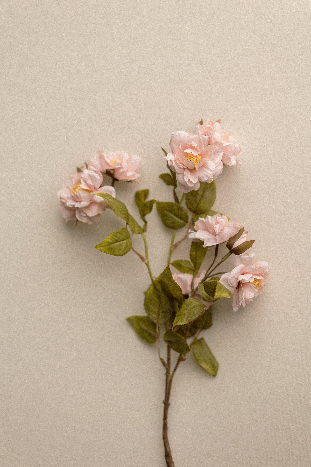 Stems | Roses