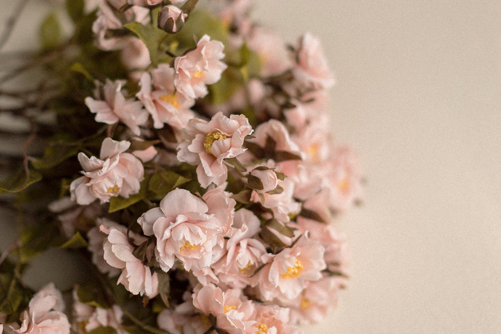 Stems | Roses