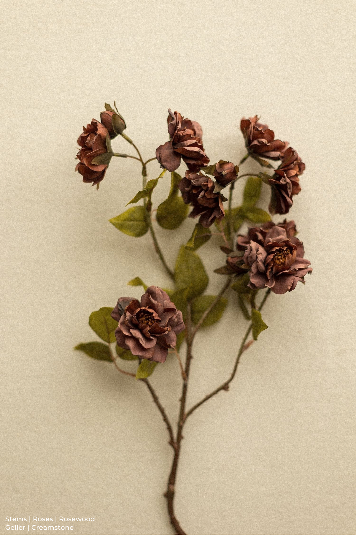 Stems | Roses
