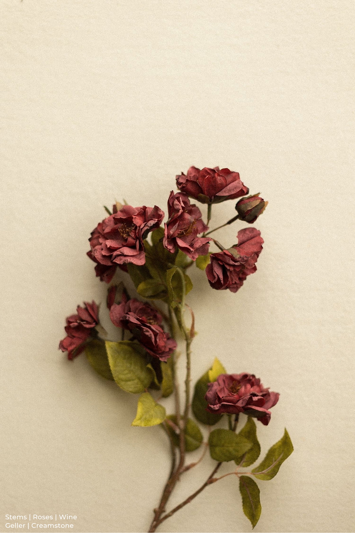 Stems | Roses